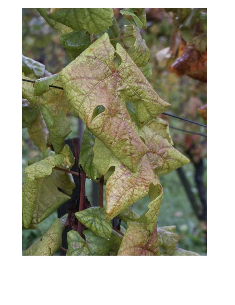 FLAVESCENZA DORATA DELLA VITE