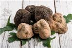 TARTUFI