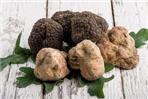 TARTUFI
