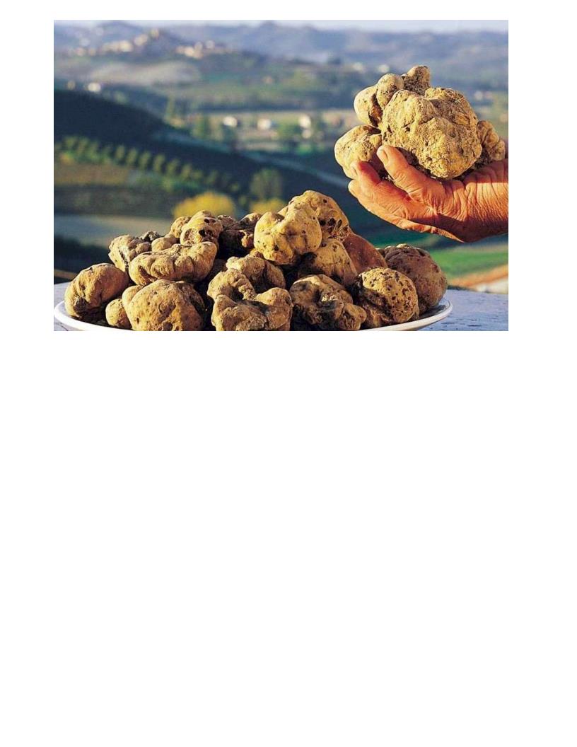 TARTUFI