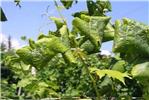 FLAVESCENZA DORATA DELLA VITE